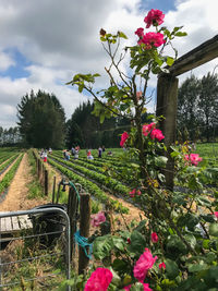 Pink flowers blooming on tree against sky