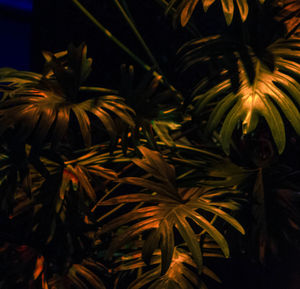 High angle view of palm trees at night