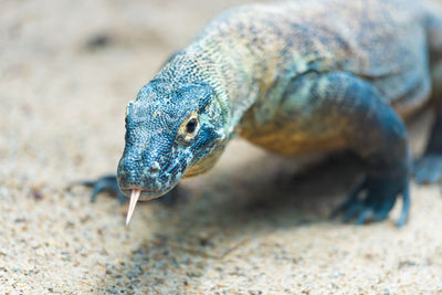 Close-up of komodo on field