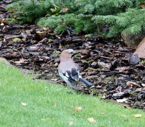 Close-up of bird perching on field