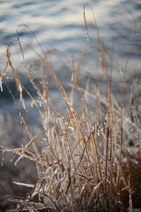 Close-up of dry grass on beach