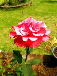 Close-up of rose blooming outdoors