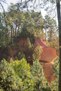 Trees growing in forest