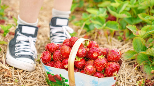 Close-up of strawberries