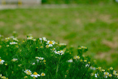 White flowers growing on field