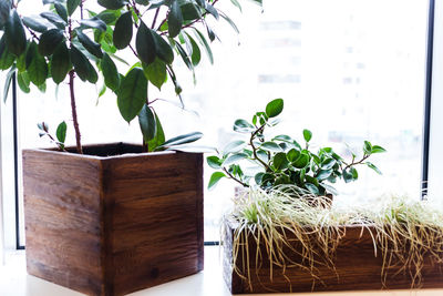 Close-up of potted plant on table