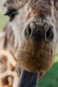 Close-up of a horse