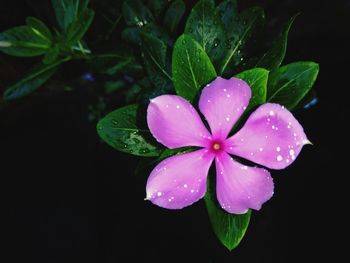Close-up of water drops on pink rose