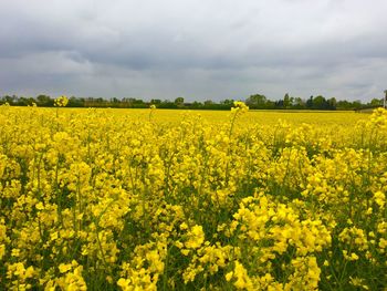 Oilseed rape field against cloudy sky