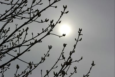 Low angle view of bare trees against sky at sunset