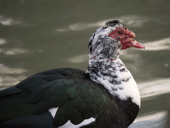 Close-up of birds