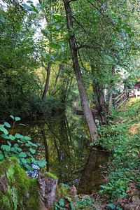 View of trees in forest