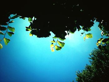 Low angle view of trees against clear blue sky