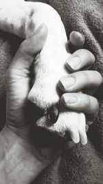 Close-up of hand holding lizard