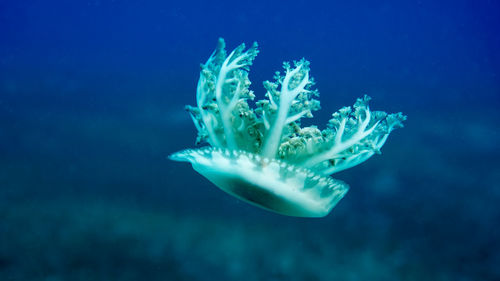 Close-up of jellyfish swimming in sea