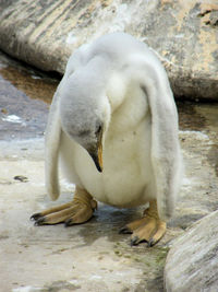 Close-up of rabbit in water