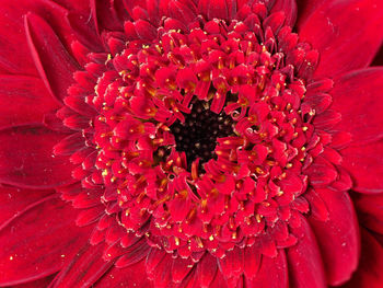 Close-up of pink flower