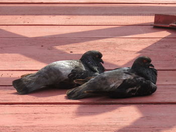 High angle view of birds on wood