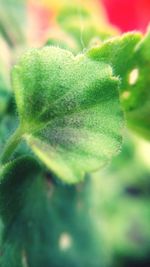 Close-up of plant