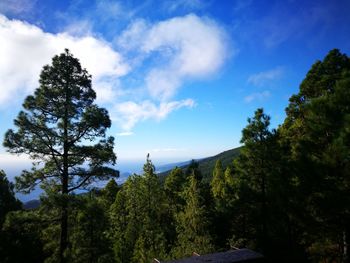 Low angle view of trees in forest against sky