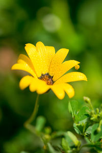 Close-up of yellow daisy with water drops