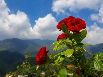 Close-up of red rose plant
