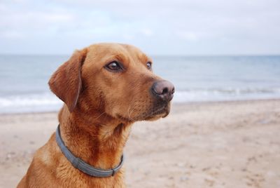 Close-up of dog on beach against sky