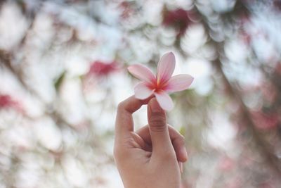 Close-up of hand holding pink flower