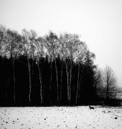 Bare trees against clear sky