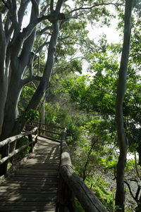 View of tree trunk