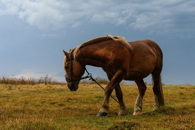 Horse on field against sky