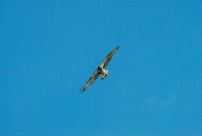 Osprey bird flying in the blue sky