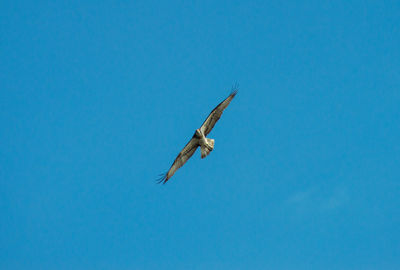 Low angle view of bird flying against clear blue sky