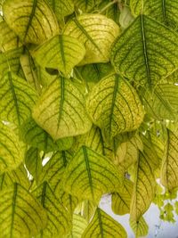 Full frame shot of green leaf