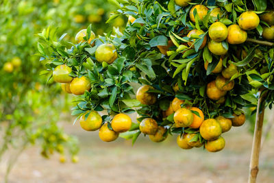 Close-up of fruits growing on plant