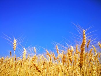 Close-up of wheat field against clear blue sky