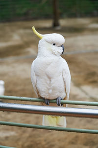 Close-up of bird