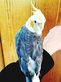 Close-up of parrot perching on hand