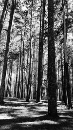 Trees in forest against sky