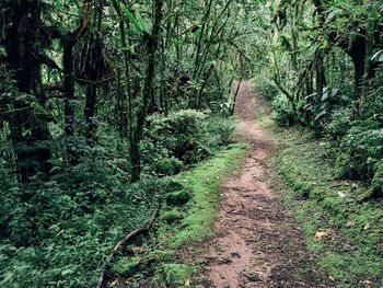 Pathway along trees in forest