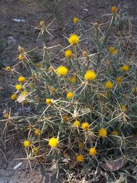 High angle view of yellow flowering plant on field