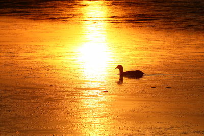 Silhouette ducks swimming in water