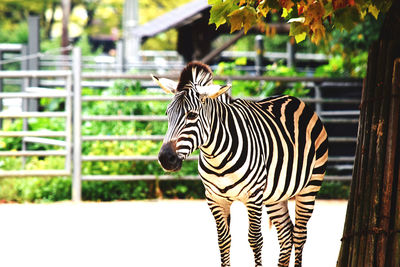 Zebra in a zoo