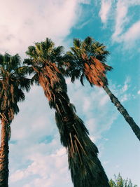 Low angle view of palm trees against cloudy sky