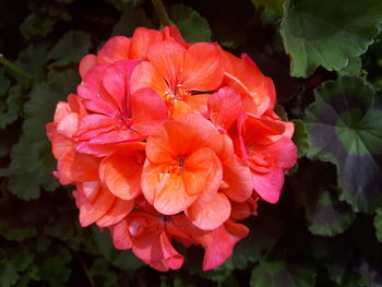 Close-up of red flowering plant