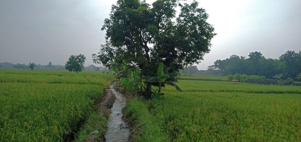 Scenic view of agricultural field against sky