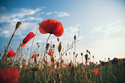 Close-up of flowering plants on field against sky during sunset