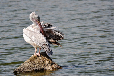 Close-up of pelican perching on rock