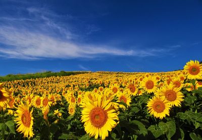 Scenic view of sunflower field against sky