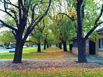 Trees in park against sky